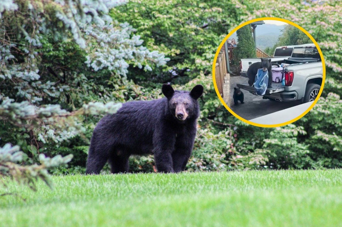 Niedźwiedź wskoczył do bagażnika i zabrał zakupy. Turyści byli w szoku
