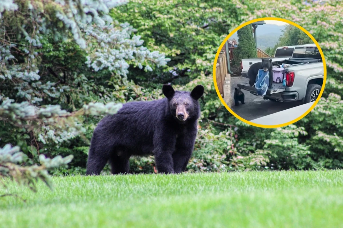 Nikt z nas nie chciałby zostać okradziony z zakupów. Jak może wyglądać ekstremalna wersja takiej sytuacji? Przekonała się o tym rodzina wypoczywająca na wakacjach w Gatlinburgu w amerykańskim stanie Tennessee. Zakupy spożywcze zabrał jej z bagażnika samochodu niedźwiedź czarny.
