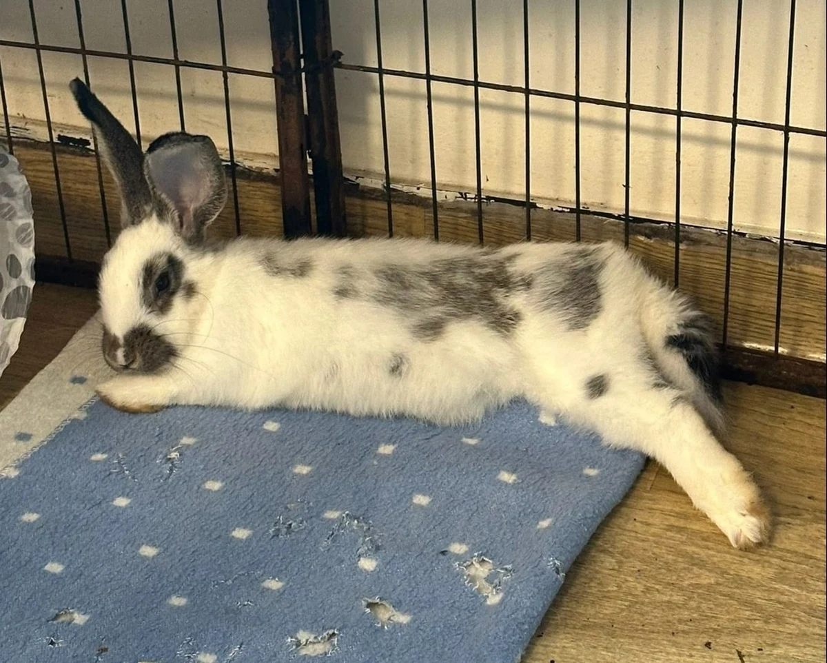 Uszata Przystań w Krakowie od lat dba o dobro królików trzymanych w domach. Edukuje, ratuje bezdomne i schorowane zwierzaki, znajduje im nowych opiekunów. W całości opiera się o pracę wolontariuszy. W Dzień Królika odwiedziliśmy to miejsce z mikrofonem RMF FM. 