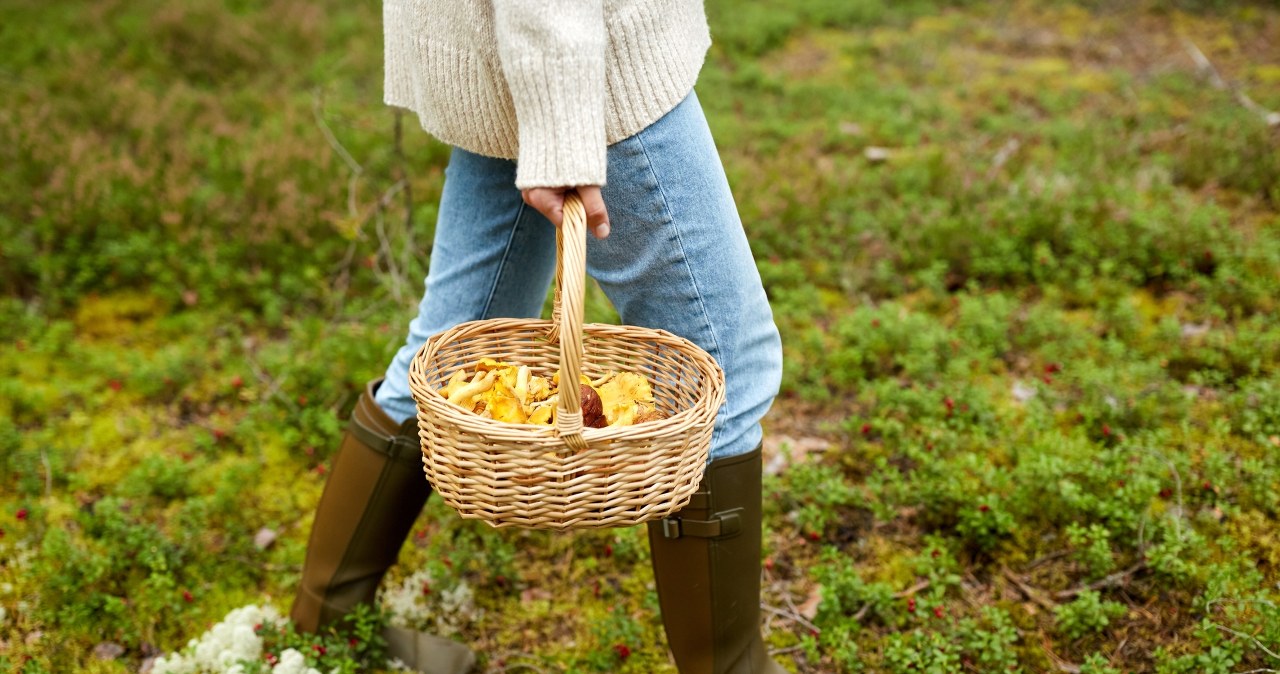 Tu znajdziesz prawdziwe złoto lasu. Jeden koszyk to może być za mało