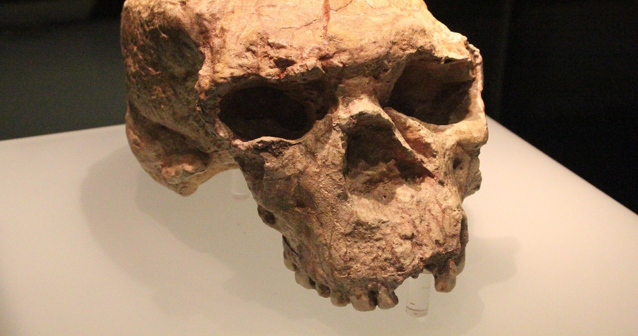 Chińska czaszka może zmienić całą historię ewolucji człowieka
