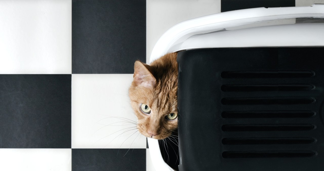 Kot wyskakuje z kuwety, jakby zobaczył ducha? Oto przyczyny