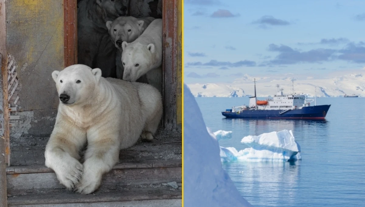 Niecodziennym nagraniem podzielił się pewien Rosjanin specjalizujący się w fotografii przyrodniczej. W opuszczonej bazie na Morzu Czukockim zarejestrował grupę niedźwiedzi polarnych, które "przejęły" dla siebie pozostawione przez człowieka budynki.