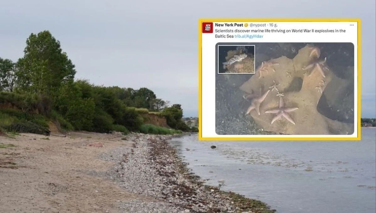 Na dnie Zatoki Lubeckiej w Morzu Bałtyckim naukowcy odkryli tysiące stworzeń morskich, które skolonizowały niewybuchy z czasów II wojny światowej.