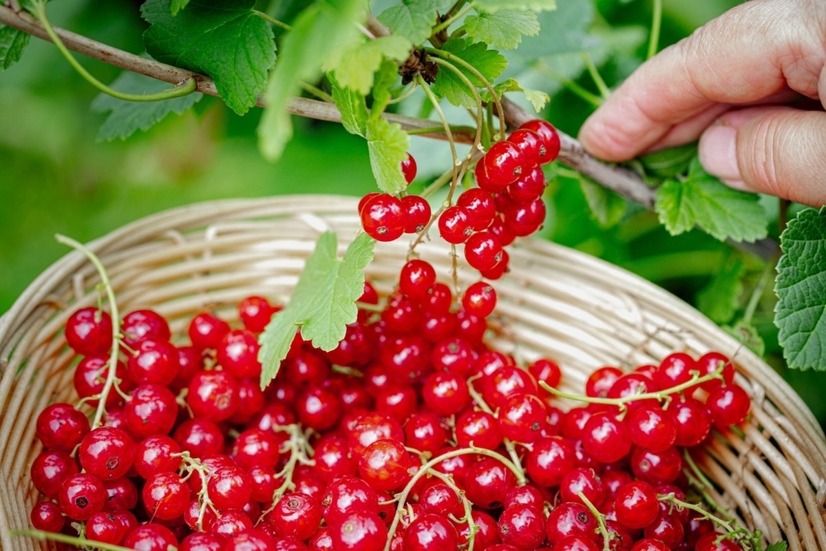 Zmowa cenowa na rynku owoców? UOKiK bada sprawę