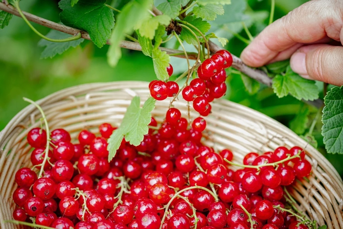 Prezes Urzędu Ochrony Konkurencji i Konsumentów postawił zarzuty pięciu firmom skupującym owoce. Chodzi o podejrzenie zmowy cenowej. 