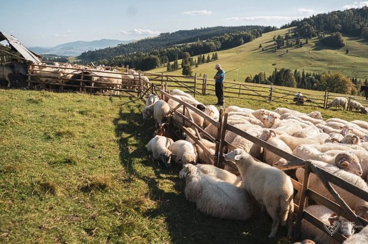 Jak wygląda życie na bacówce? Co sprawia, że pasterstwo w Pieninach wciąż zachwyca autentycznością? Przenosimy się do świata, gdzie czas płynie w rytmie natury, a tradycja przekazywana jest z pokolenia na pokolenie. Poznajcie niezwykły projekt "Od wschodu do zachodu – pasterski świat" i przygotujcie się na jubileuszowy Redyk Jesienny w Szczawnicy!