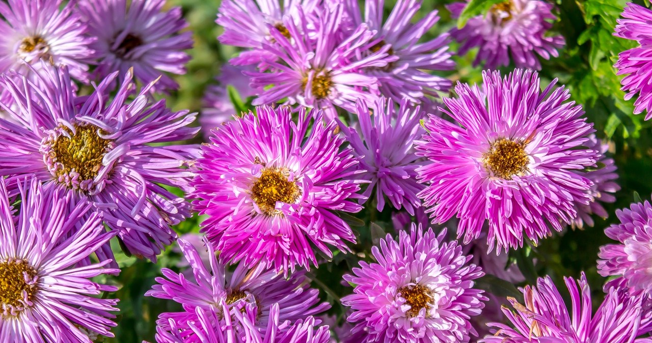 Koniecznie posadź w ogrodzie. To one najdłużej kwitną jesienią