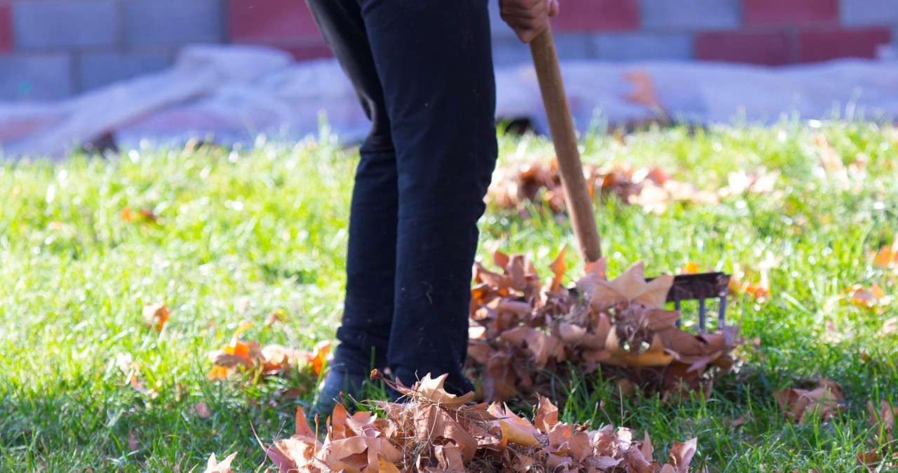 Nie zapomnij o tym zabiegu jesienią. Murawa przetrwa najtrudniejsze warunki