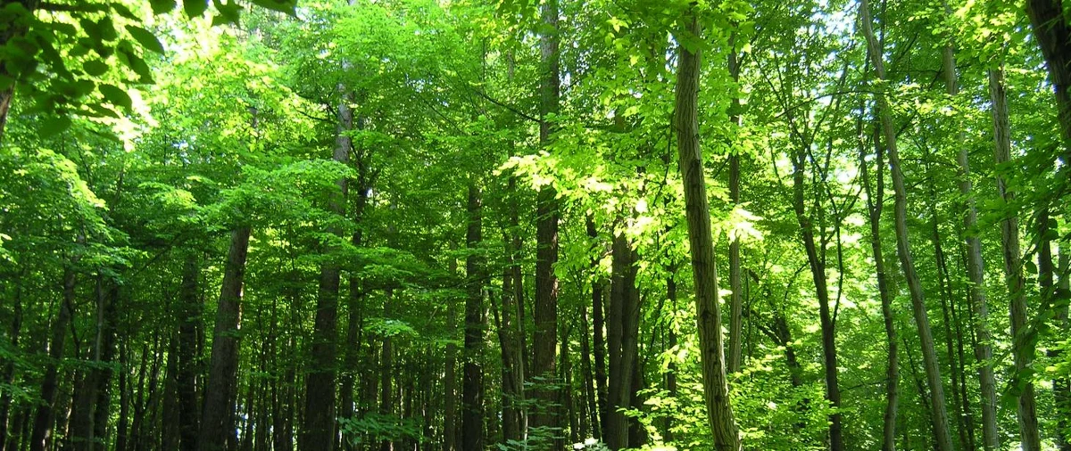 Od teraz mieszkańcy Żywca i turyści mogą legalnie spacerować po jednym z najcenniejszych przyrodniczo miejsc w regionie. Rezerwat przyrody Grapa, po niemal 30 latach od utworzenia, został oficjalnie udostępniony dla ruchu pieszego. 