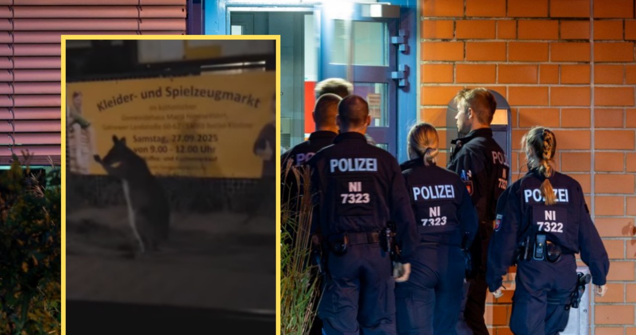 Kangur na ulicach Berlina. Policja bezradna, "bardzo rzadki przypadek"