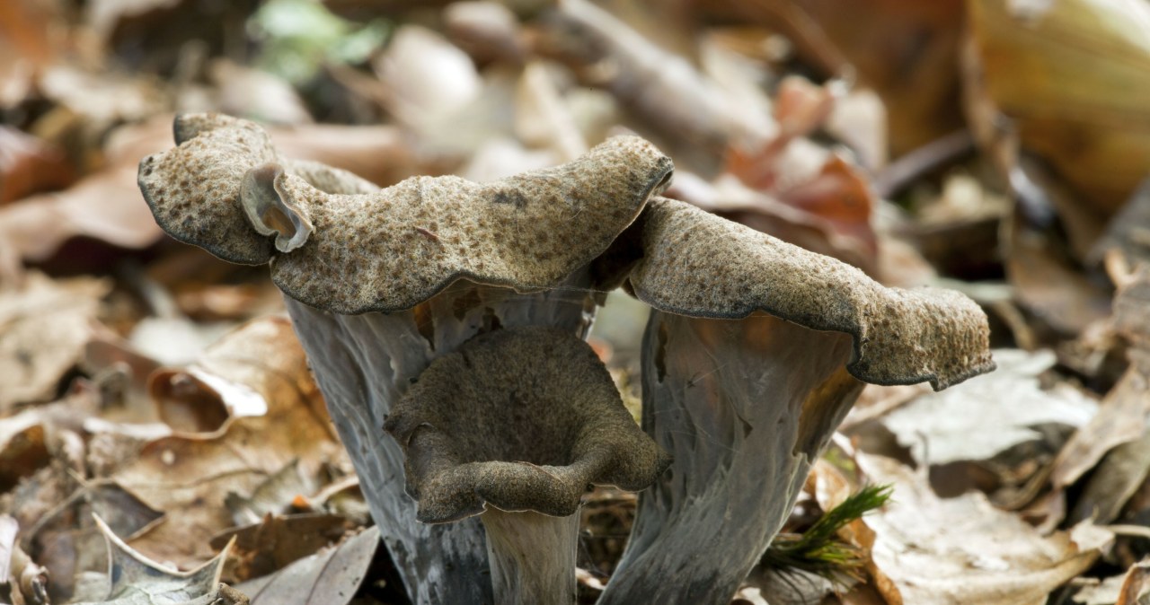 Nazywają je czarnym złotem. W tych lasach jest ich teraz pełno