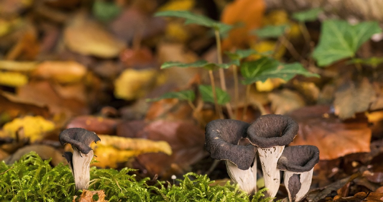 Grzybiarze niesłusznie go omijają. Kryje w sobie bogactwo witamin i antyokscydantów