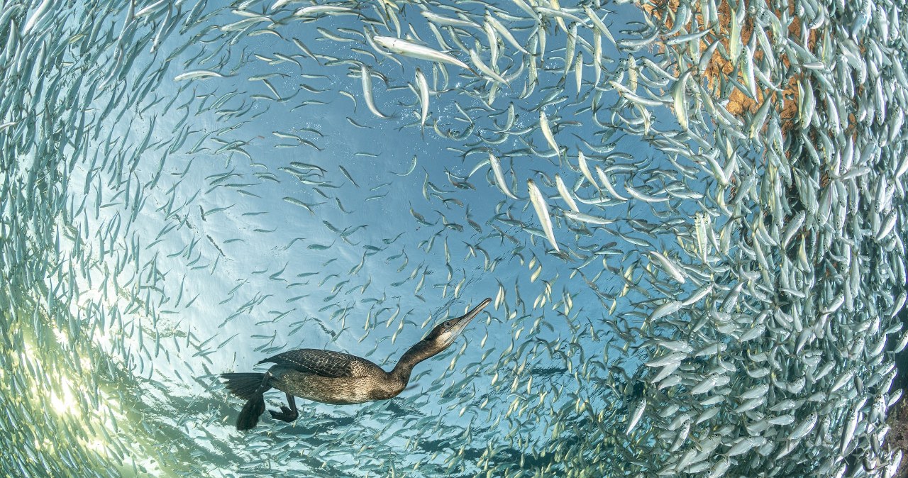 Rtęć w oceanach. Analiza krwi 11 tys. ptaków morskich pokazuje zagrożenie