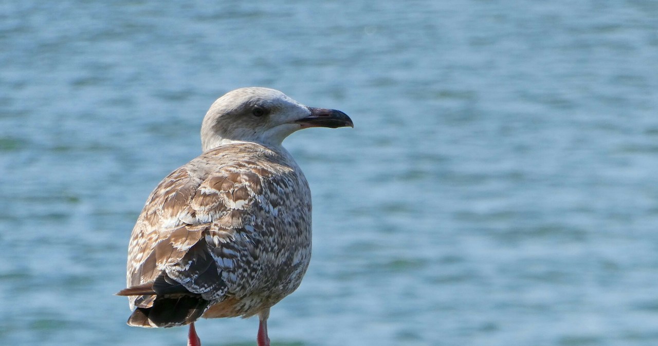 Karmisz mewy nad morzem? Przestań. To szkodzi i ptakom, i ludziom
