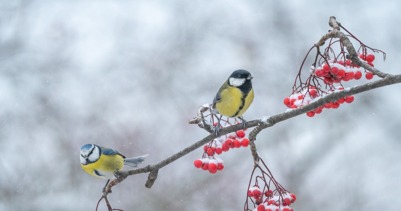 Posadź je w swoim ogrodzie. Tak pomożesz ptakom przetrwać siarczysty mróz