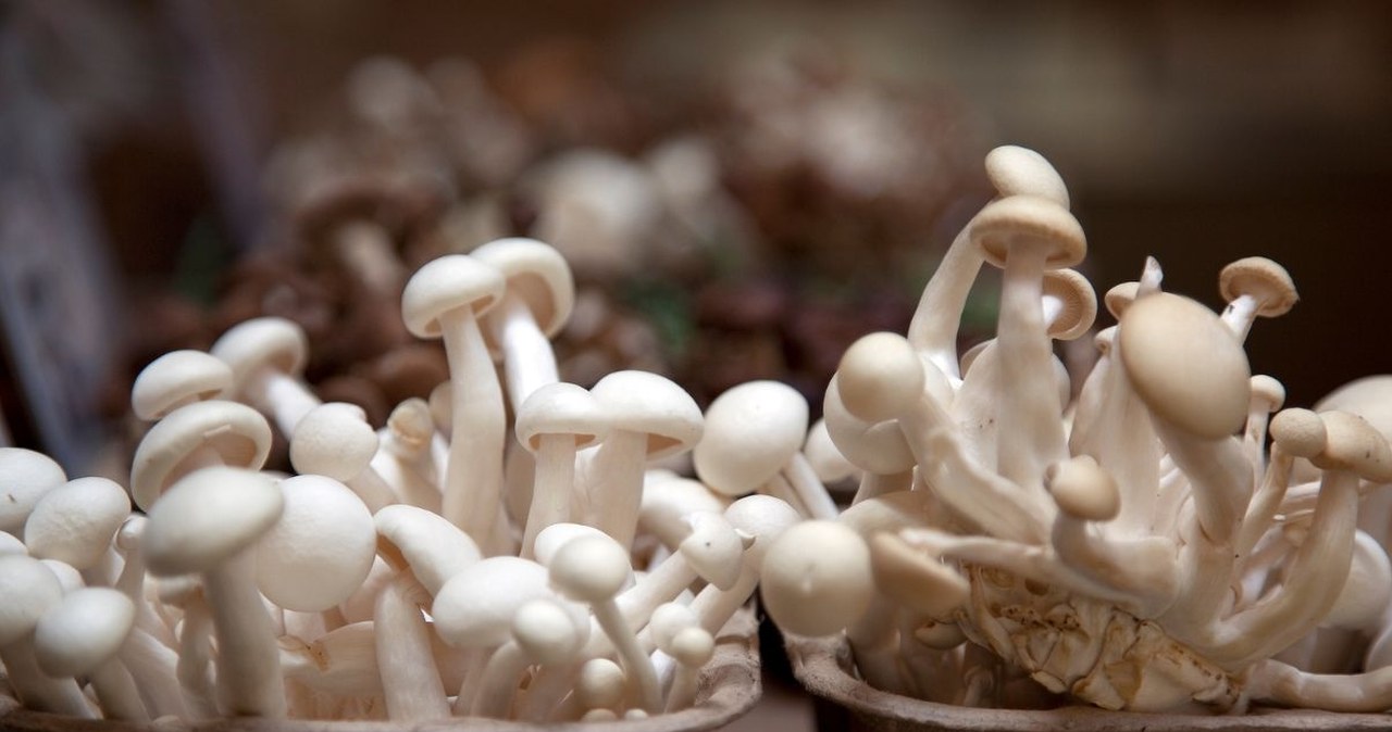 Mówią, iż to najzdrowszy grzyb świata. Polacy praktycznie go nie znają