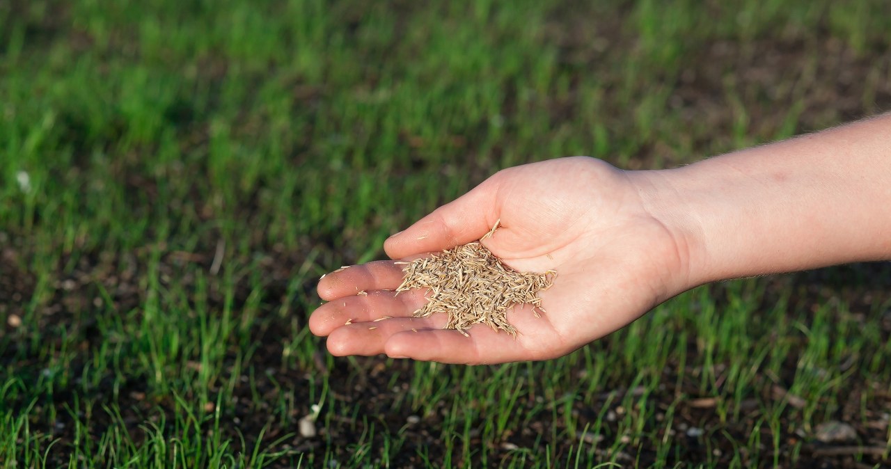 Ostatni moment na wysiew trawy. Nie popełniaj częstego błędu