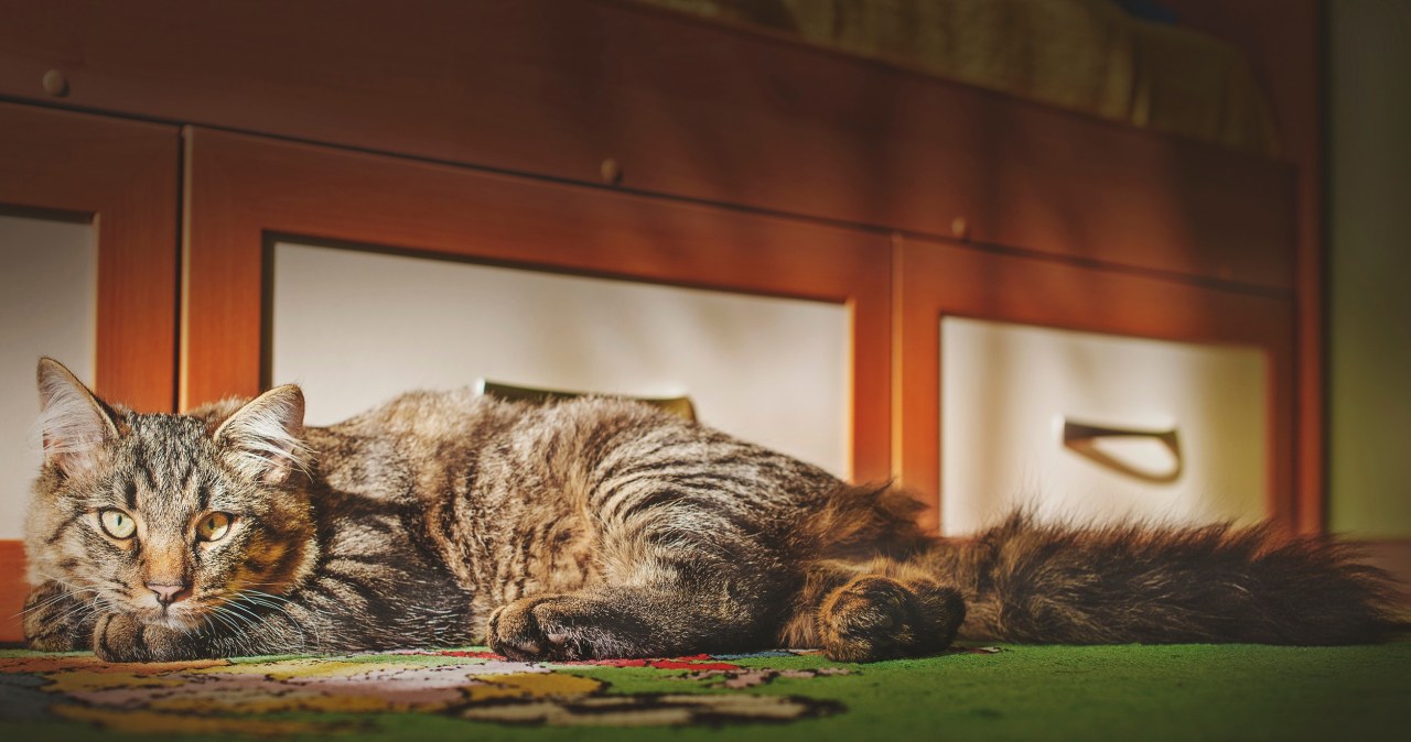 Nocne miauczenie kota to sygnał. Powód może cię zaskoczyć