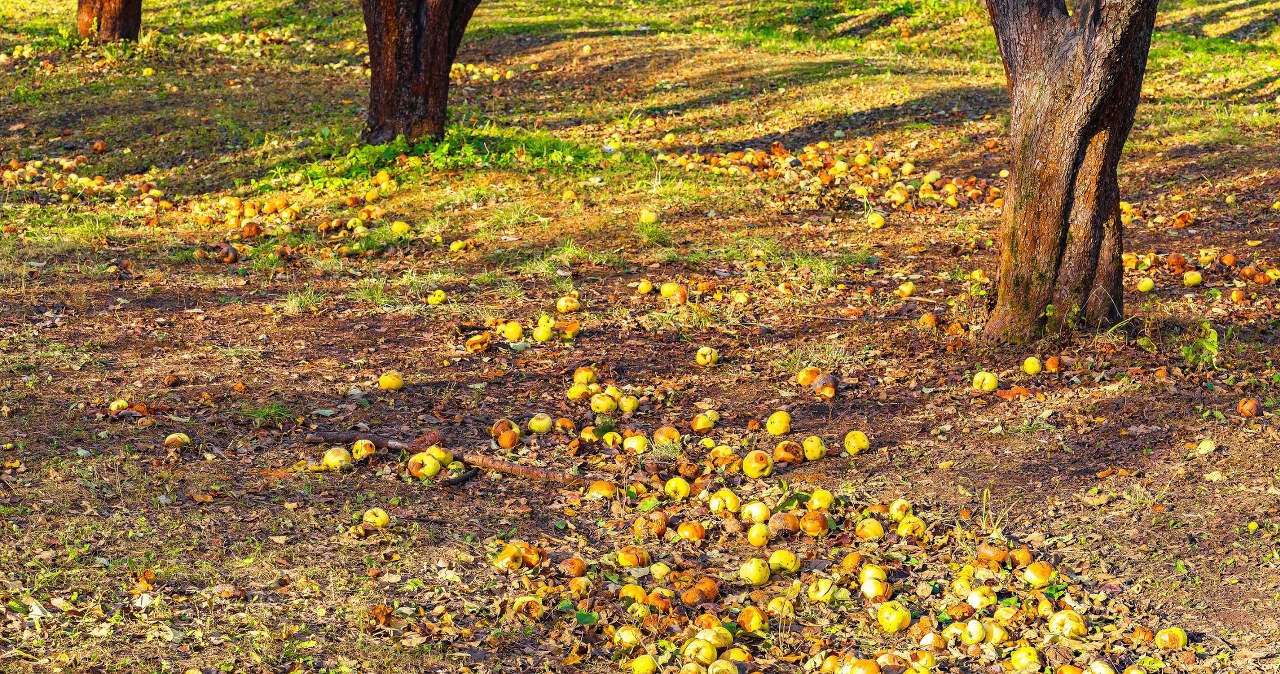 Nie wyrzucaj zgniłych owoców. Tak wykorzystasz spady z sadu