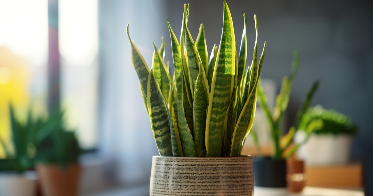 Użyj do podlewania sansewierii. Liście będą dorodne jak nigdy