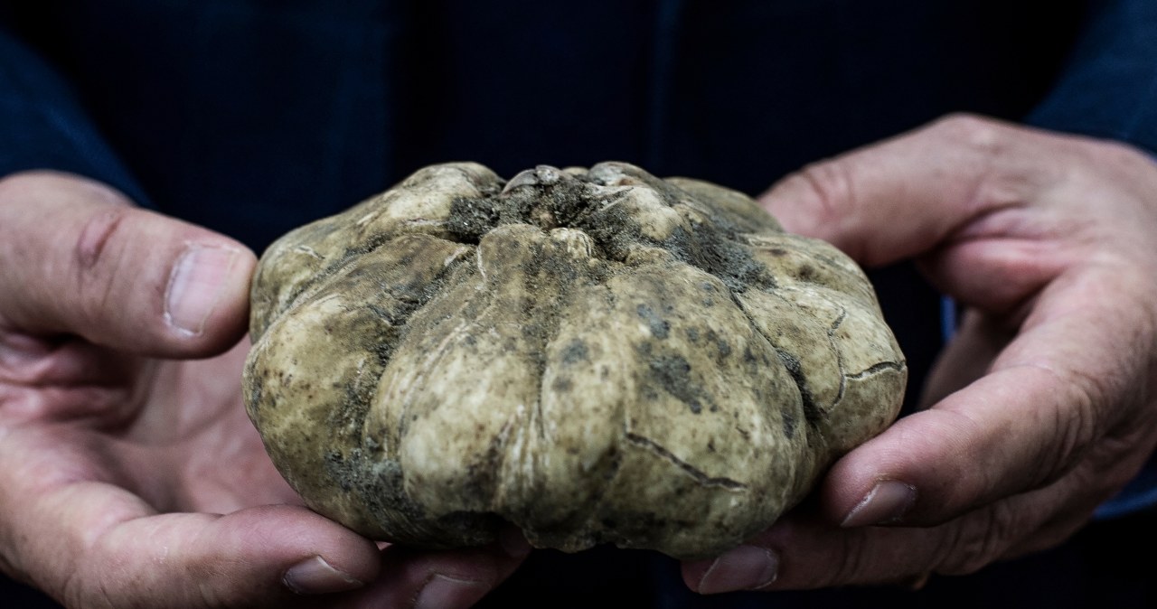 Ten grzyb to kulinarny diament. Ruszył sezon na jego poszukiwania