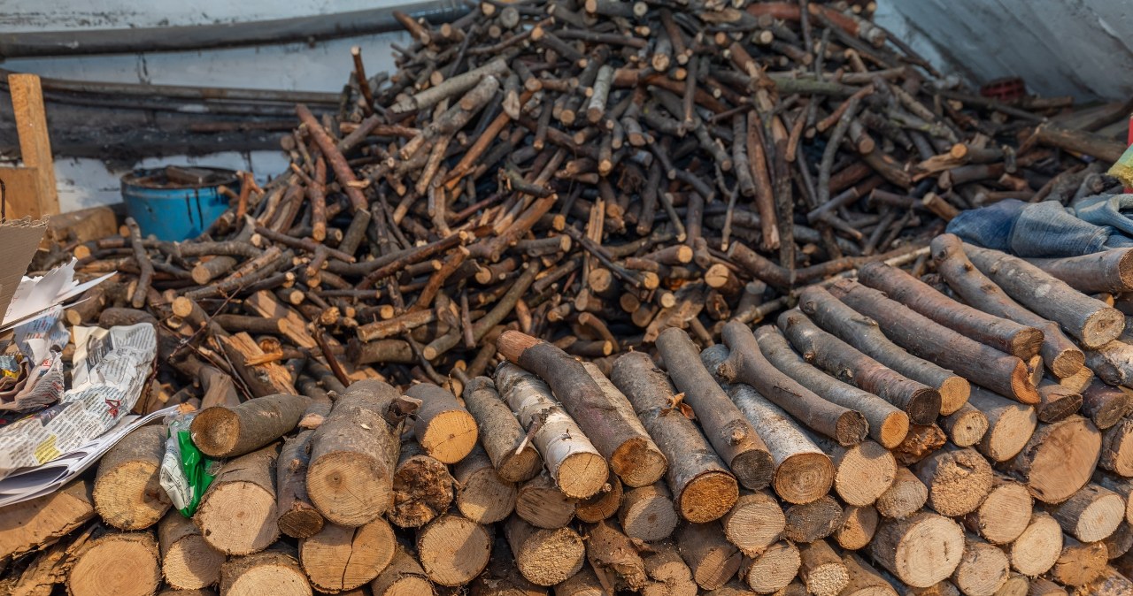 Chcesz pozyskać drewno na własną rękę? Leśnicy przypominają o samowyrobie