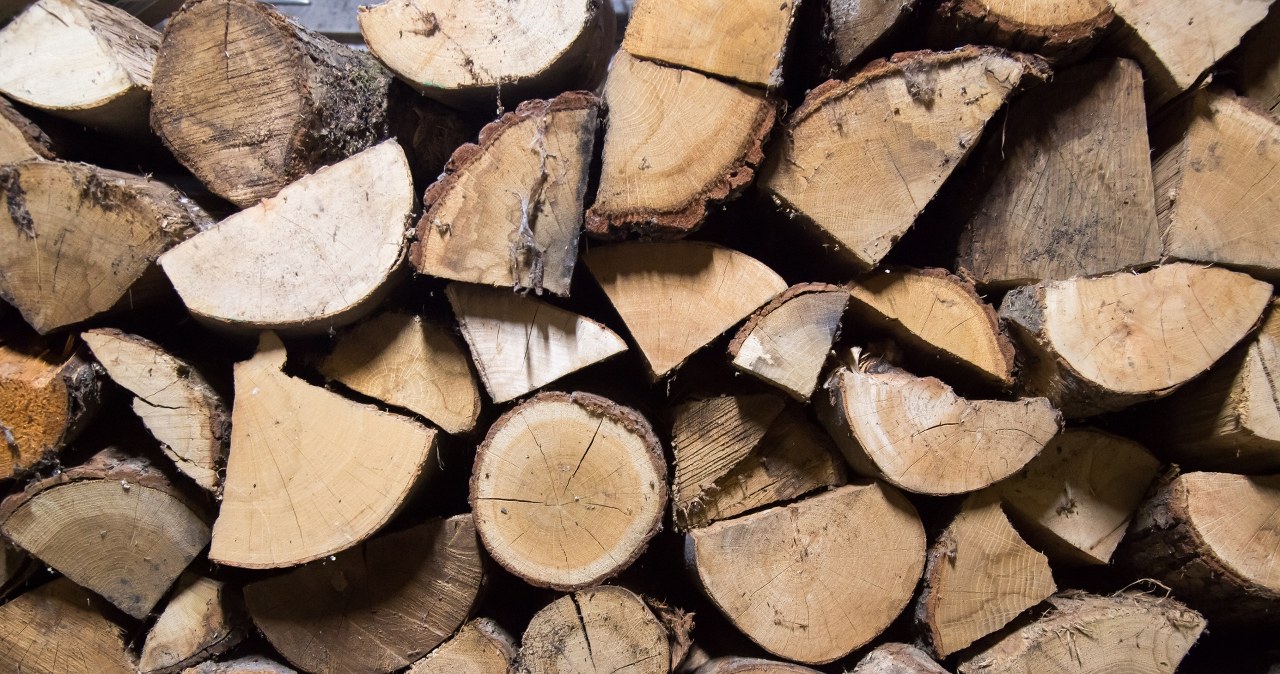 Tani opał na zimę. To drewno dorównuje kalorycznością bukowi i grabowi