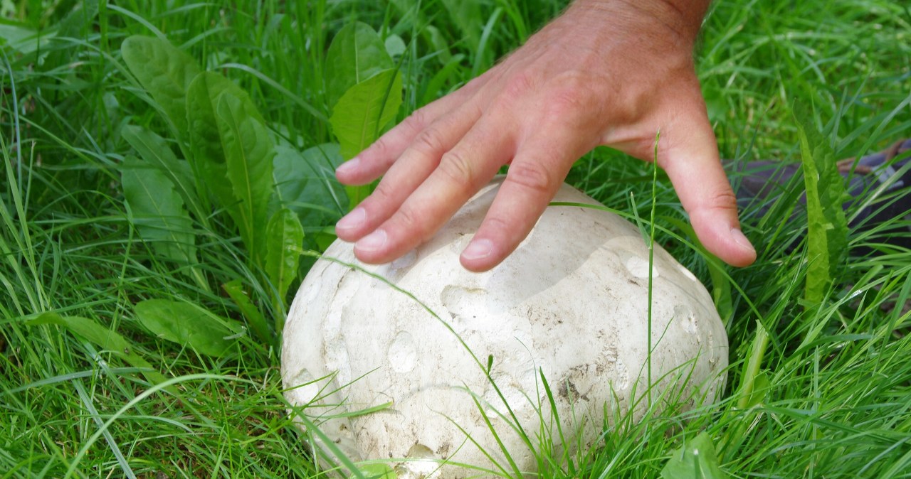 Ten grzyb to Święty Graal grzybiarzy. 1 sztuka wystarczy na obiad dla całej rodziny