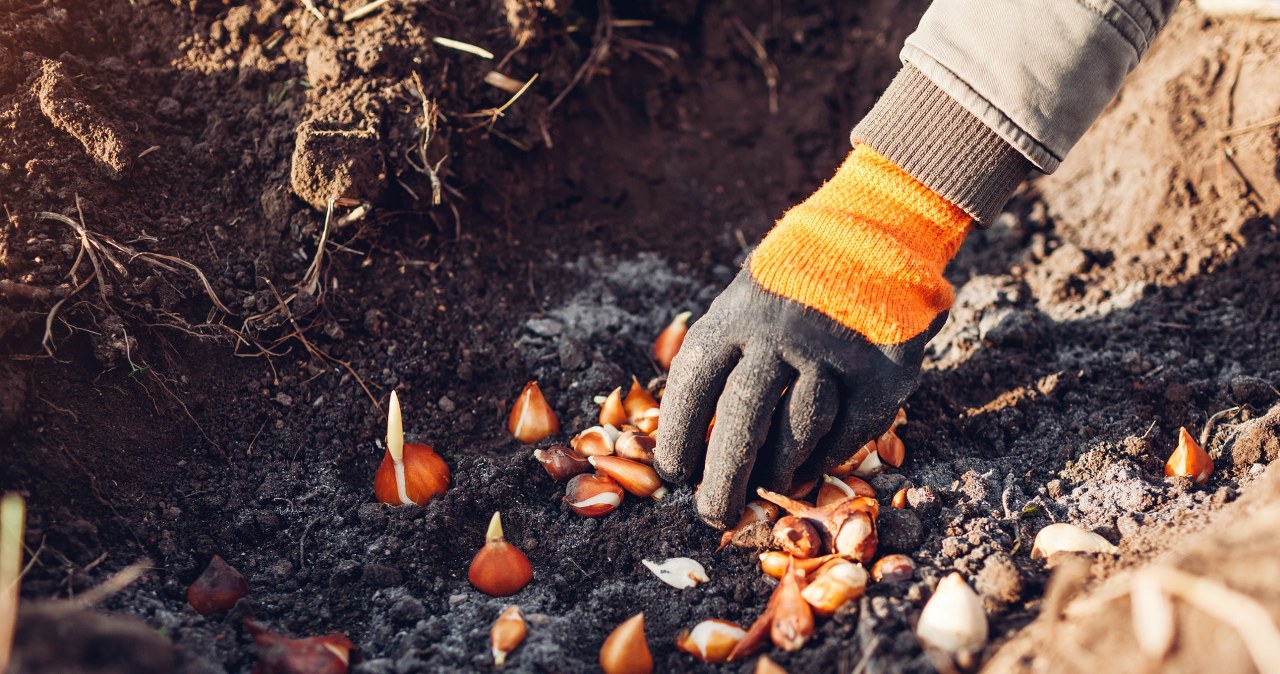 Chcesz mieć piękny ogród na wiosnę? Posadź rośliny właśnie teraz
