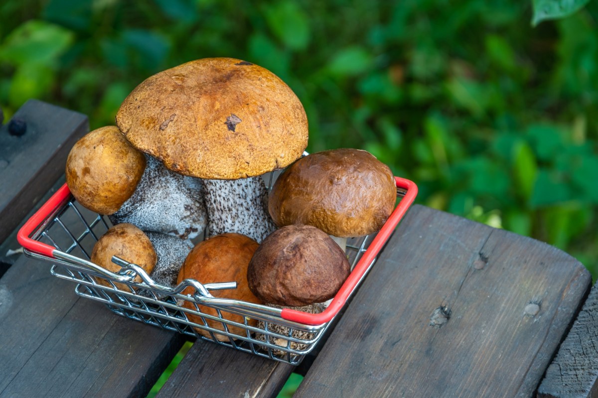 Trzy najlepsze miejsca na grzyby w Małopolsce. Eksperci wskazują