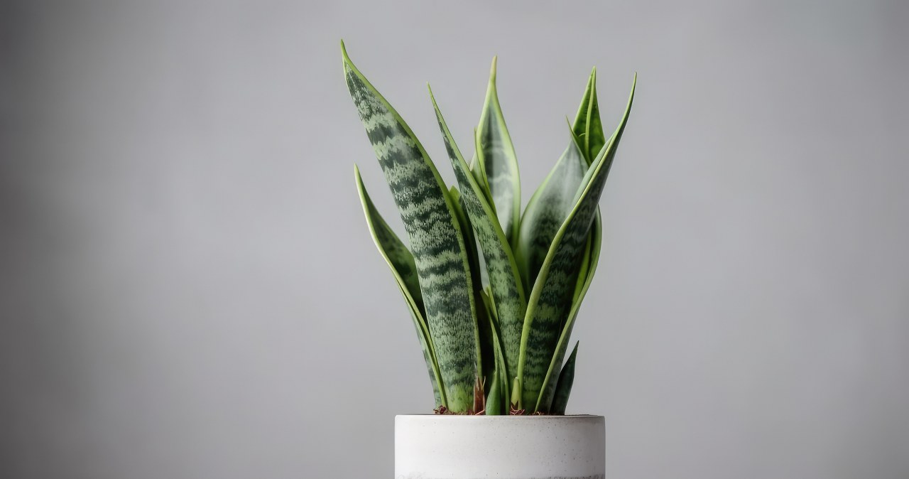 W październiku podlewaj sansewierię tą odżywką. Zrobisz ją z jednego warzywa