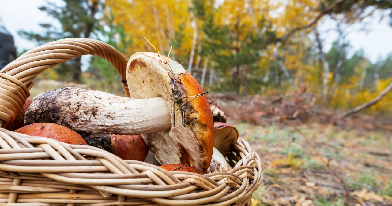 Zatrucie jadalnymi grzybami także jest możliwe. Te objawy powinny niepokoić