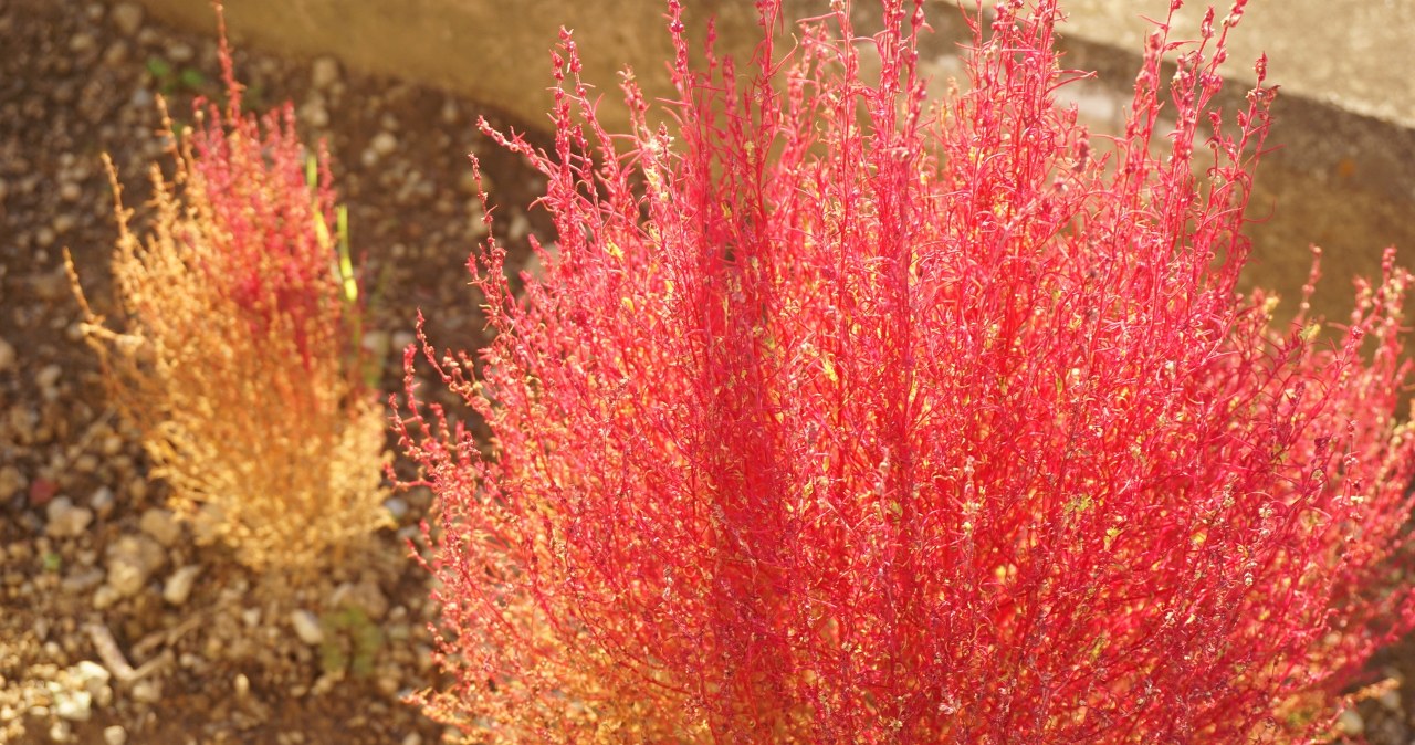Równie piękna, a bardziej odporna niż wrzosy. Cieszy oko znacznie dłużej