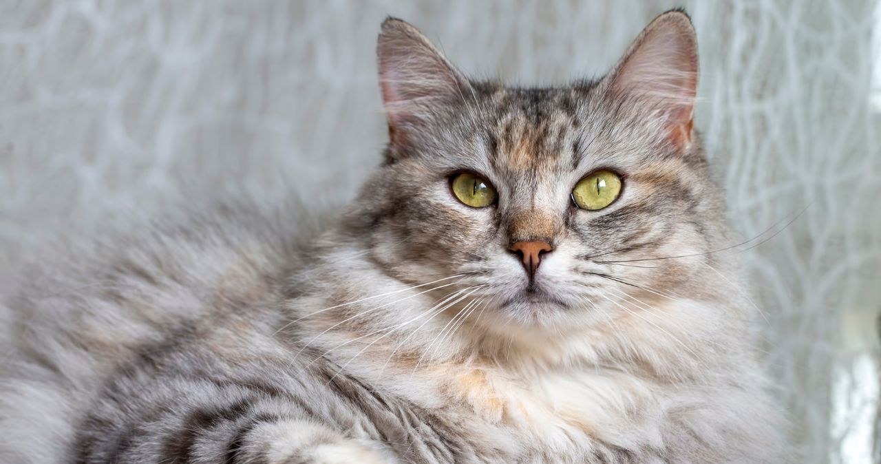 Jesień z kotem bez kłaczków. Proste triki pielęgnacyjne