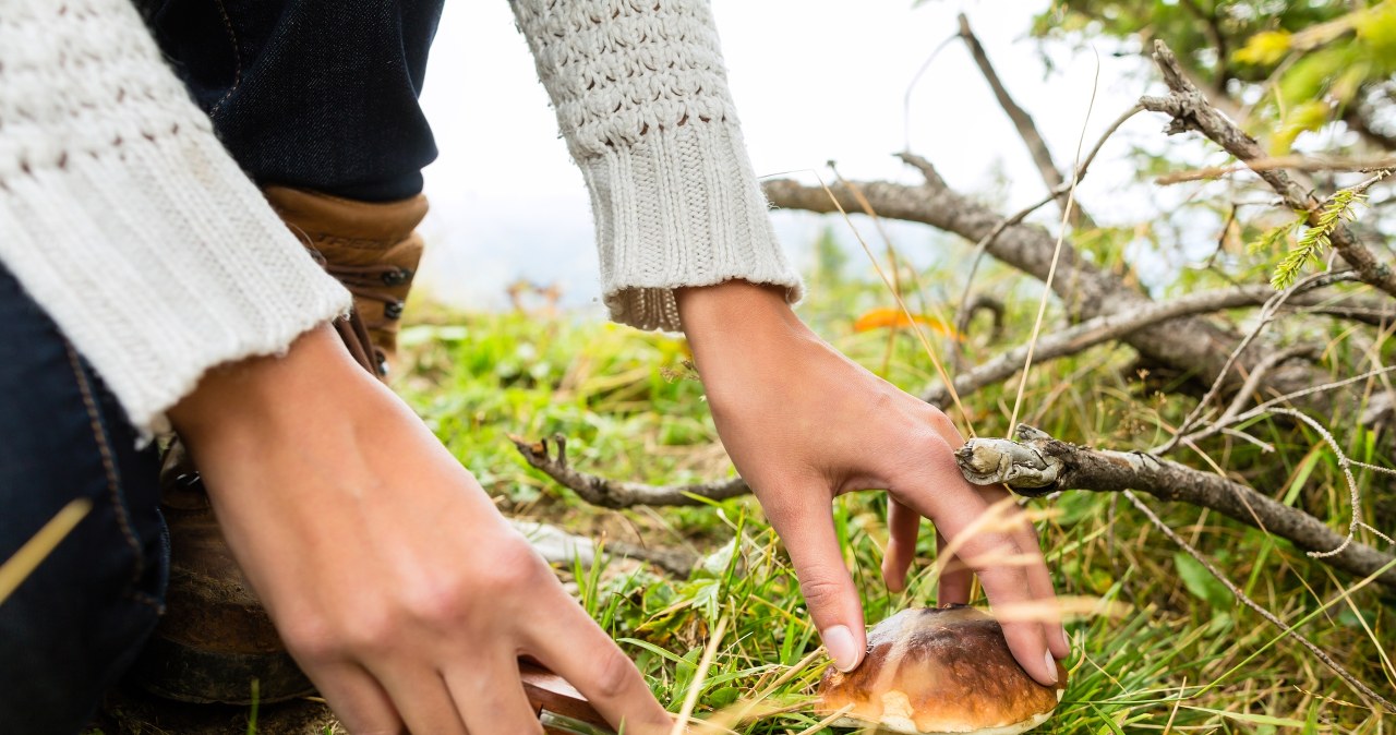 Nie jest trujący, ale zepsuje całe danie. W lesie omijaj go z daleka