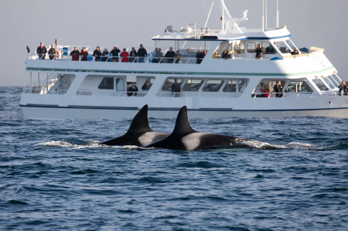 Grupa orek zaatakowała jacht płynący w pobliżu portugalskiego wybrzeża, ok. 17 km od miasta Viana do Castelo. Dzięki szybkiej reakcji portugalskich służb ratowniczych wszyscy członkowie załogi zostali bezpiecznie ewakuowani, jednak jednostka doznała poważnych uszkodzeń i musiała zostać odholowana do portu. To kolejny z serii incydentów z udziałem orek, do których dochodzi coraz częściej na wodach Półwyspu Iberyjskiego. Naukowcy wciąż poszukują przyczyn tej niepokojącej tendencji.