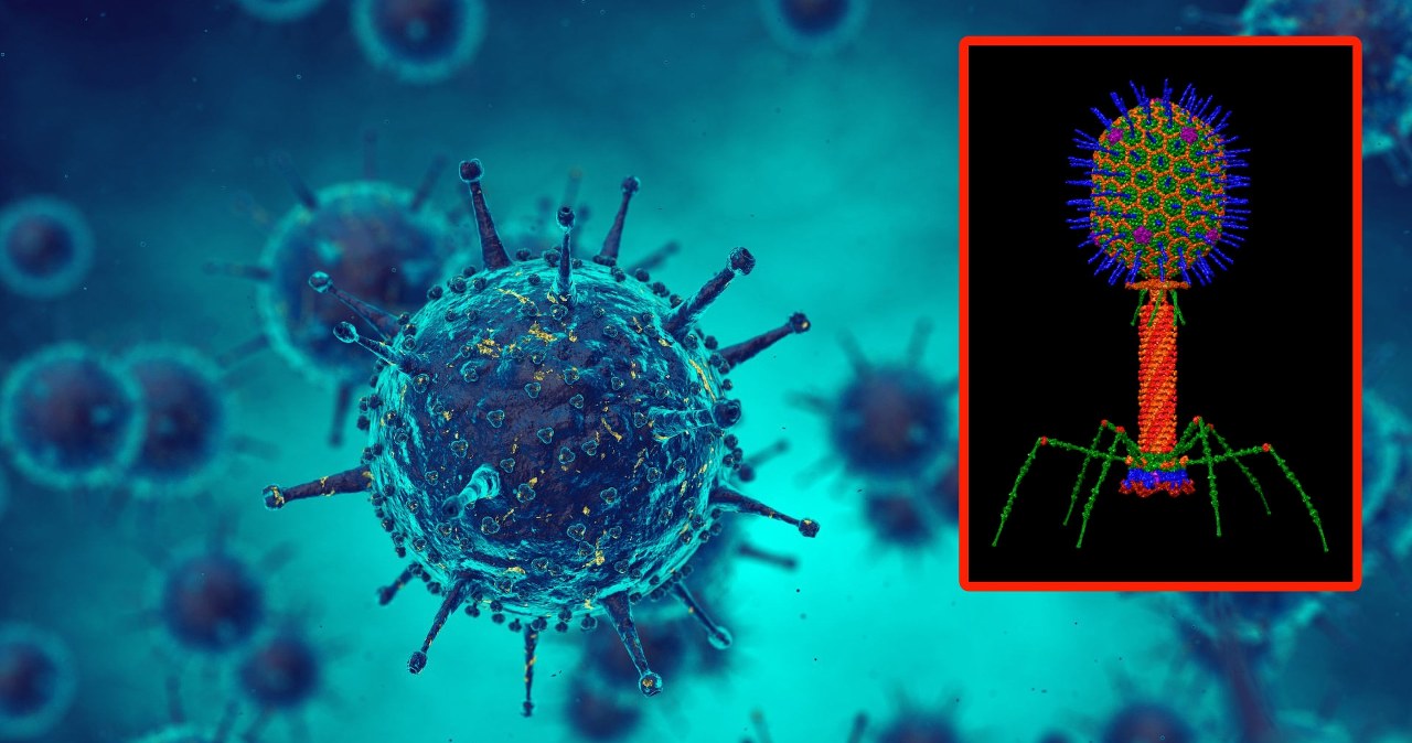 Terapia sprzed 100 lat może pomóc w walce z superbakteriami