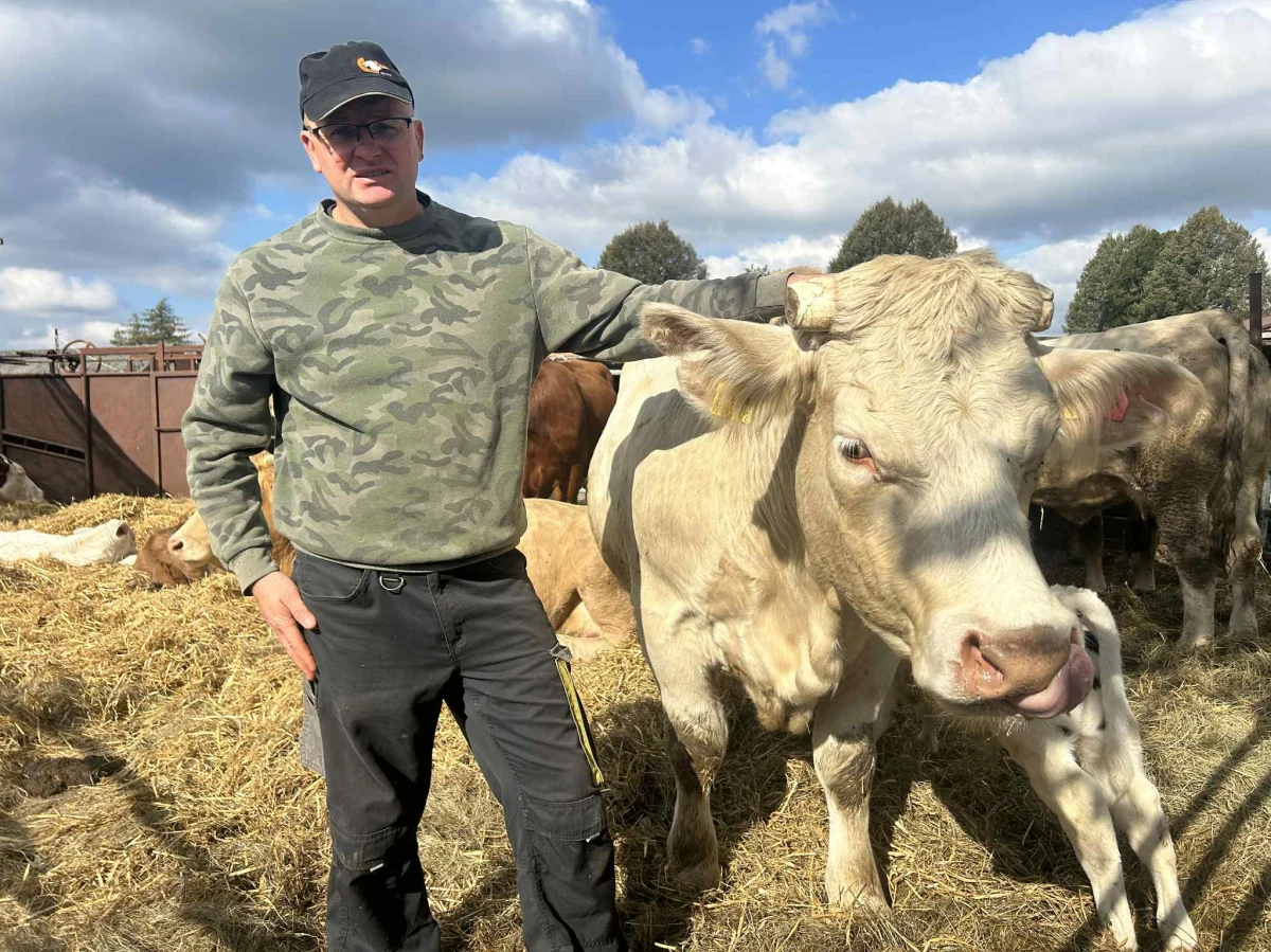 ​Zwierzęta gospodarskie panikują, a rolnicy czują się bezradni. Wszystko przez strzelnicę, którą w Mielenku Gryfińskim, niedaleko Szczecina wybudowało Bractwo Kurkowe. Treningi i zawody strzeleckie odbywają się na skraju lasu, tuż obok pastwiska dla krów i kilkaset metrów od zabudowań.