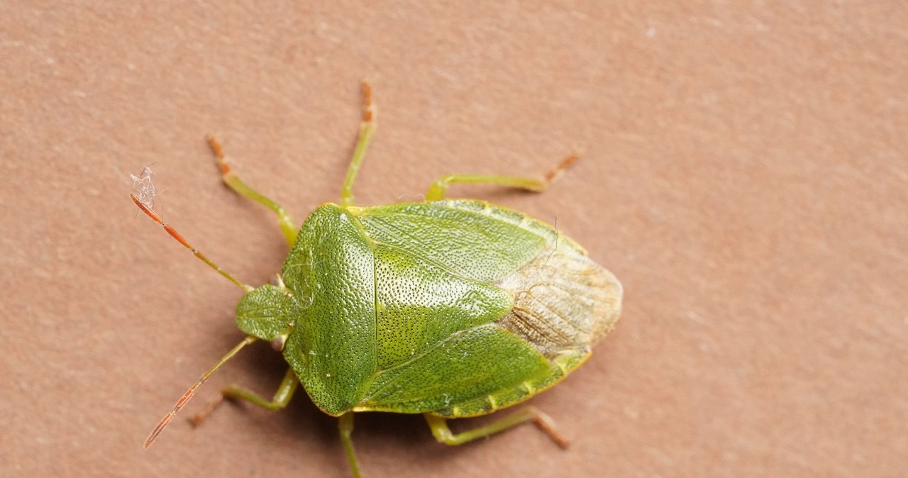 Zaskakująca przyczyna nieprzyjemnego zapachu w domu. Uważaj na pluskwiaka