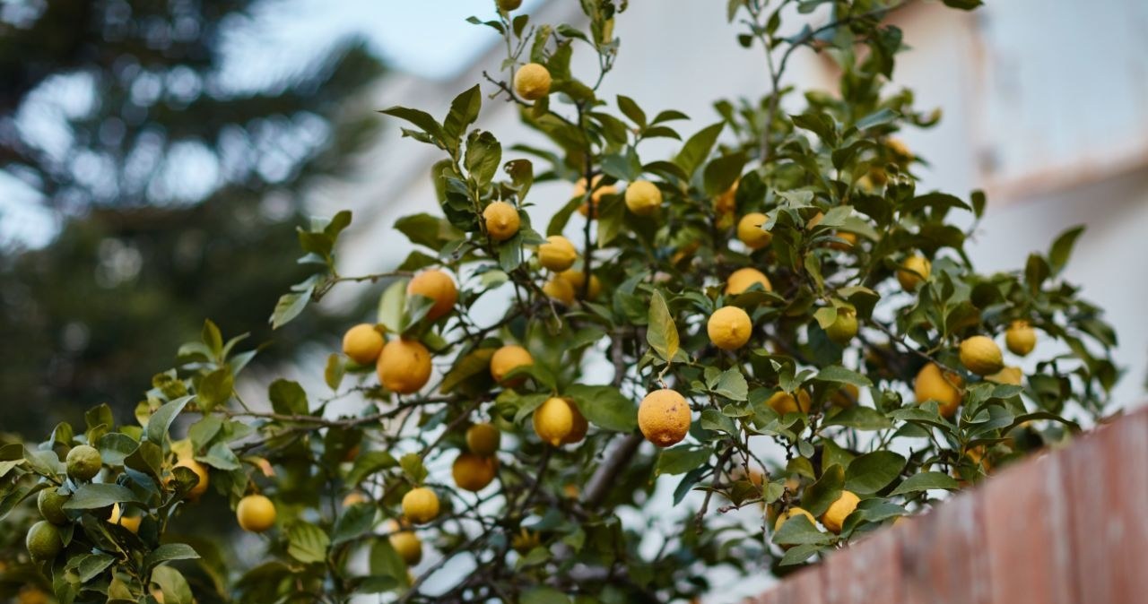 Jabłka u sąsiada, gruszki u mnie. Do kogo należy plon? Prawo mówi jasno