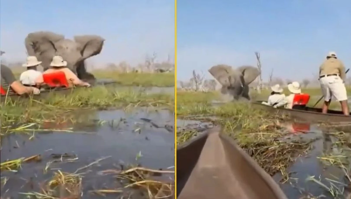 Turyści z Wielkiej Brytanii i Stanów Zjednoczonych mogą mówić o prawdziwym szczęściu. Wyszli bowiem cało z bardzo groźnej sytuacji na safari w Botswanie. Ich łodzie zostały przewrócone przez rozjuszonego słonia, a uczestnicy wycieczki wpadli do wody, w której roi się od krokodyli.