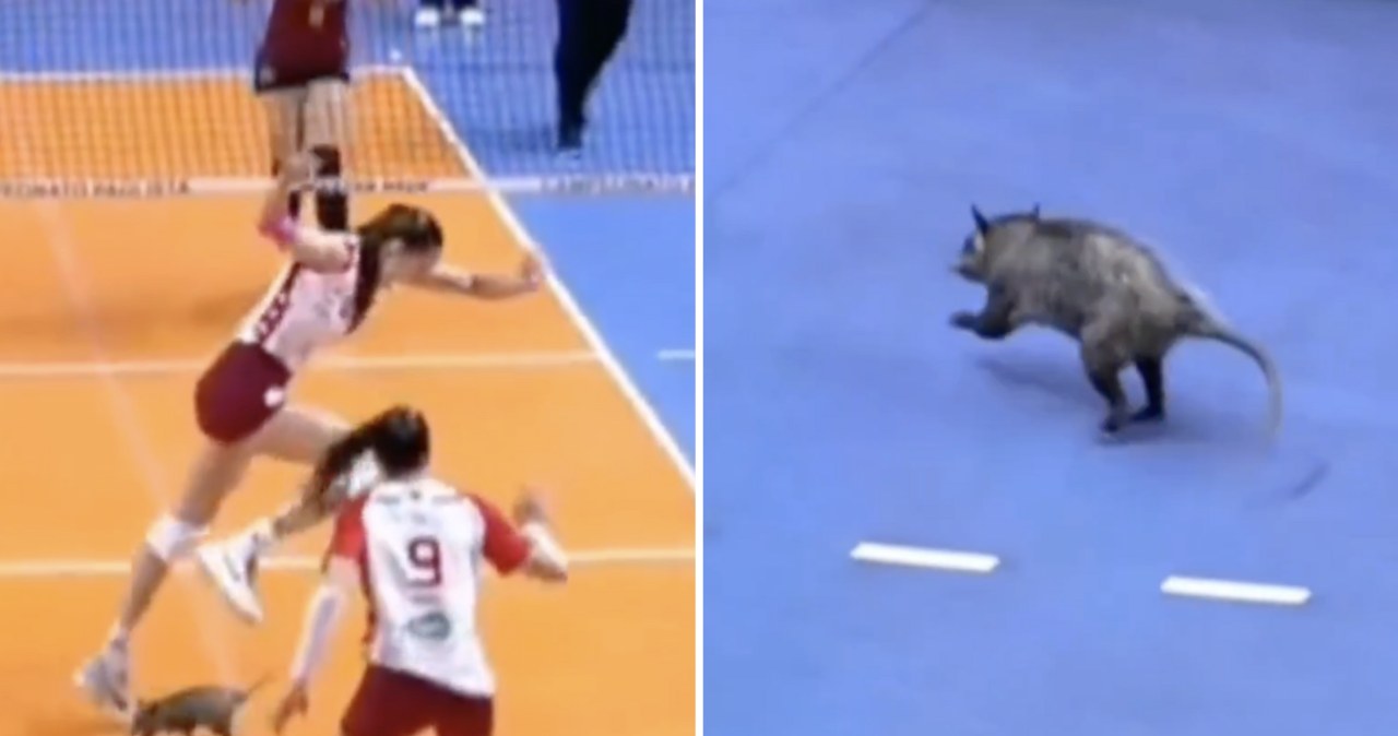 Kuriozalne sceny na meczu siatkarek. Kibice przecierali oczy ze zdziwienia