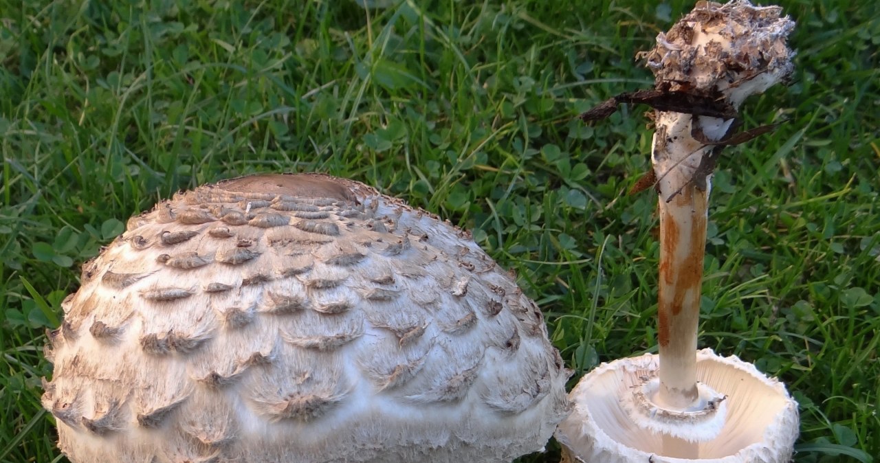 Do złudzenia przypomina kanię, ale psuje smak wszystkich potraw. Tak go rozpoznasz