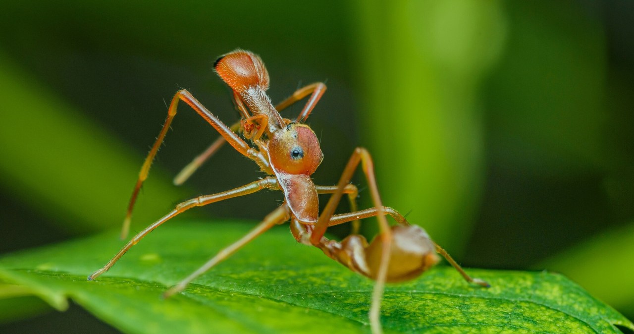 Mrówki jak egzotyczne zwierzęta. Przemytnik skazany na więzienie w Kenii