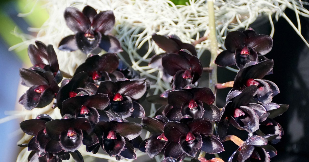 Nie różowy ani biały. Ten storczyk to prawdziwy hit wśród kwiatów