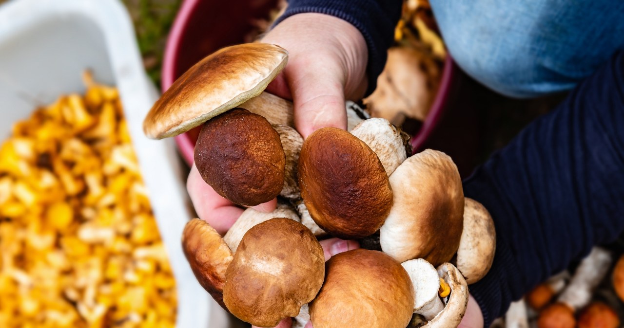 Gdzie na grzyby? W niektórych miejscach jest prawdziwe zatrzęsienie