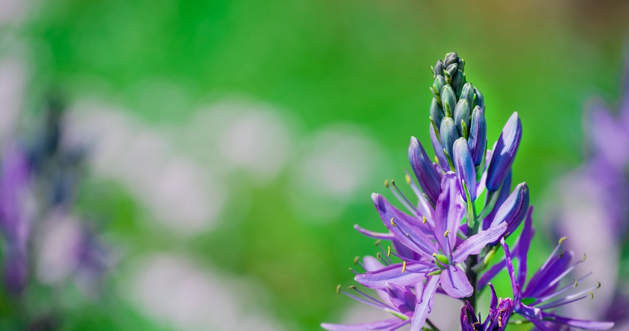 To ostatni dzwonek na posadzenie tej rośliny. Dzięki jednemu prostemu zabiegowi będzie pięknie kwitła
