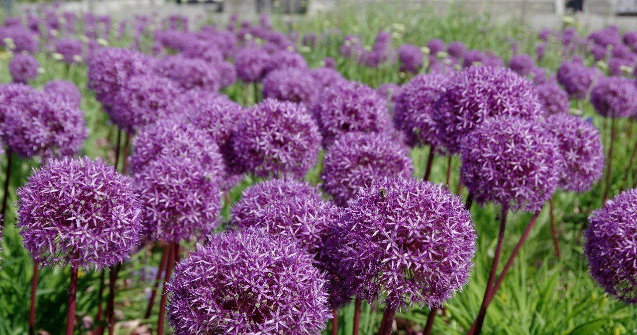 Posadź w ogrodzie właśnie teraz. Wiosną sąsiedzi oniemieją z zazdrości