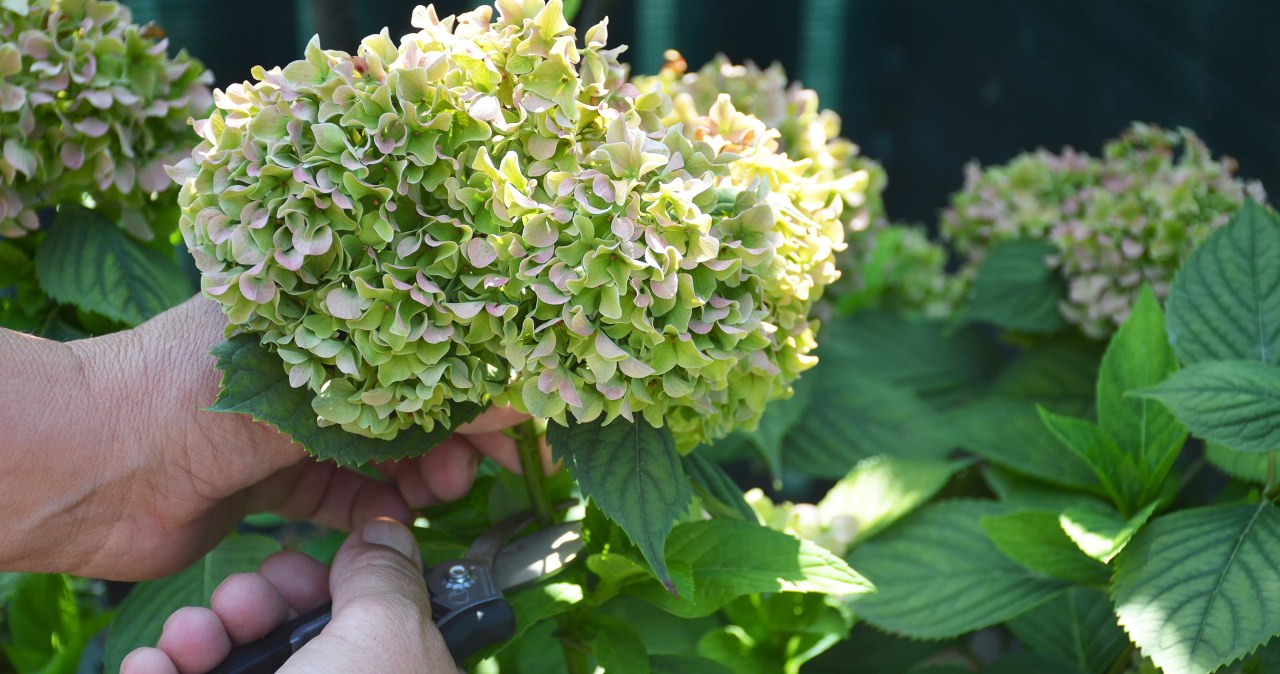 Przycinasz hortensje w tym terminie? Możesz zapomnieć o kwiatach wiosną